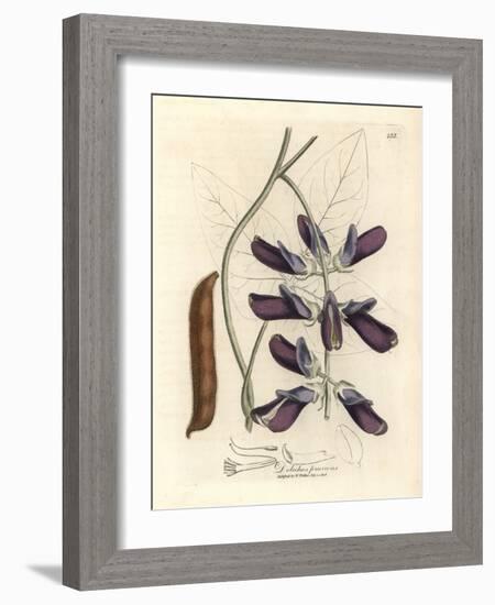 Purple Flowered Cowhage Dolichos, Dolichos Pruriens-James Sowerby-Framed Giclee Print