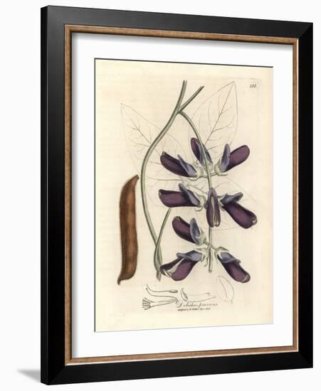 Purple Flowered Cowhage Dolichos, Dolichos Pruriens-James Sowerby-Framed Giclee Print