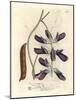 Purple Flowered Cowhage Dolichos, Dolichos Pruriens-James Sowerby-Mounted Giclee Print
