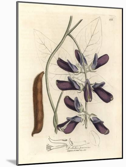 Purple Flowered Cowhage Dolichos, Dolichos Pruriens-James Sowerby-Mounted Giclee Print