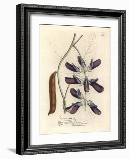 Purple Flowered Cowhage Dolichos, Dolichos Pruriens-James Sowerby-Framed Giclee Print