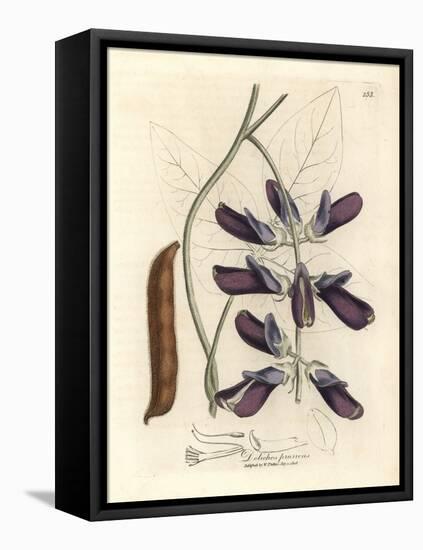 Purple Flowered Cowhage Dolichos, Dolichos Pruriens-James Sowerby-Framed Premier Image Canvas