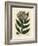 Purple Flowered Dwarf Elder Tree, Sambucus Ebulus-James Sowerby-Framed Giclee Print