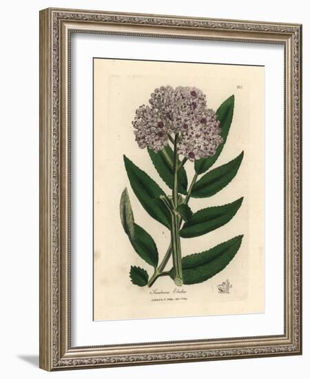 Purple Flowered Dwarf Elder Tree, Sambucus Ebulus-James Sowerby-Framed Giclee Print