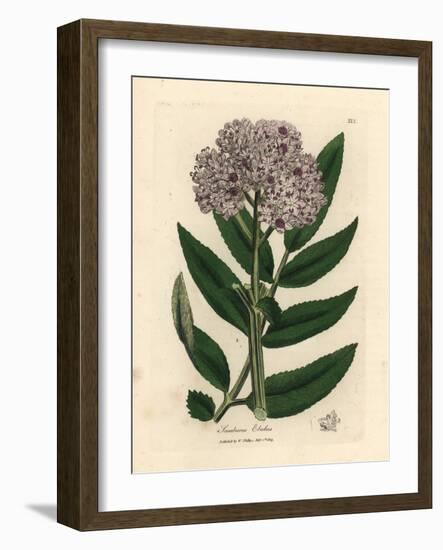 Purple Flowered Dwarf Elder Tree, Sambucus Ebulus-James Sowerby-Framed Giclee Print