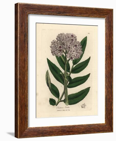 Purple Flowered Dwarf Elder Tree, Sambucus Ebulus-James Sowerby-Framed Giclee Print