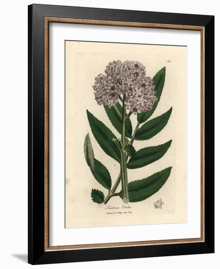 Purple Flowered Dwarf Elder Tree, Sambucus Ebulus-James Sowerby-Framed Giclee Print