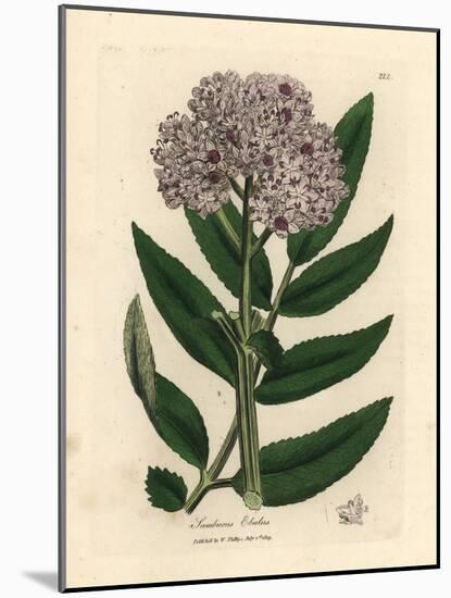Purple Flowered Dwarf Elder Tree, Sambucus Ebulus-James Sowerby-Mounted Giclee Print