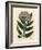 Purple Flowered Dwarf Elder Tree, Sambucus Ebulus-James Sowerby-Framed Giclee Print