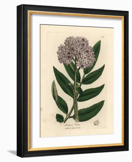 Purple Flowered Dwarf Elder Tree, Sambucus Ebulus-James Sowerby-Framed Giclee Print