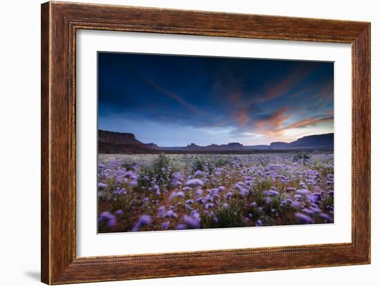 Purple Flowers Bloom, Early Spring, Desert Eco-System Surrounding Fisher Towers Near Moab, Utah-Jay Goodrich-Framed Photographic Print