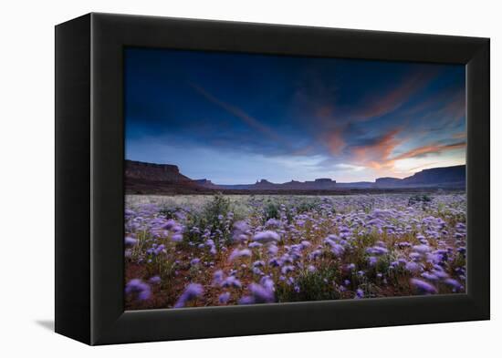 Purple Flowers Bloom, Early Spring, Desert Eco-System Surrounding Fisher Towers Near Moab, Utah-Jay Goodrich-Framed Premier Image Canvas