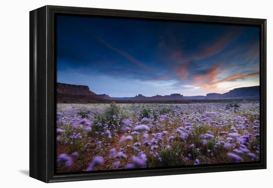 Purple Flowers Bloom, Early Spring, Desert Eco-System Surrounding Fisher Towers Near Moab, Utah-Jay Goodrich-Framed Premier Image Canvas