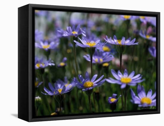 Purple Flowers-Mitch Diamond-Framed Premier Image Canvas