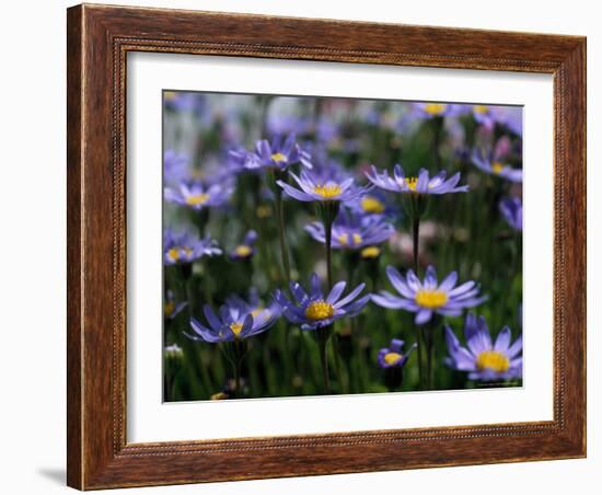 Purple Flowers-Mitch Diamond-Framed Photographic Print