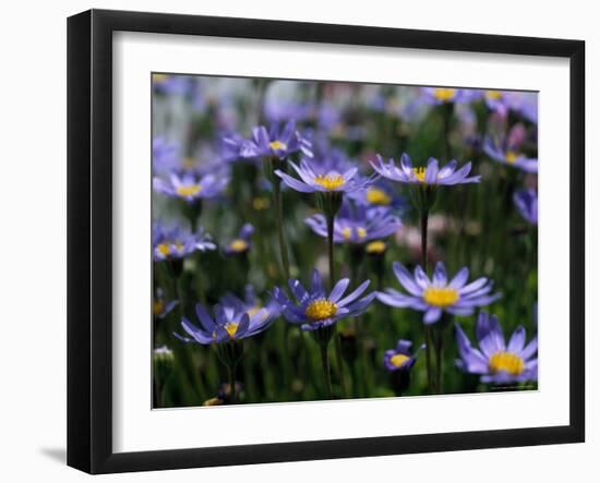 Purple Flowers-Mitch Diamond-Framed Photographic Print