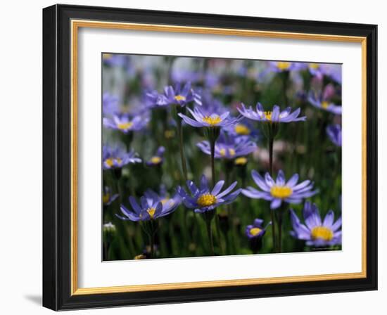 Purple Flowers-Mitch Diamond-Framed Photographic Print