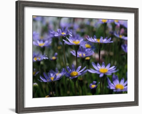 Purple Flowers-Mitch Diamond-Framed Photographic Print
