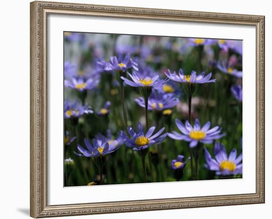 Purple Flowers-Mitch Diamond-Framed Photographic Print