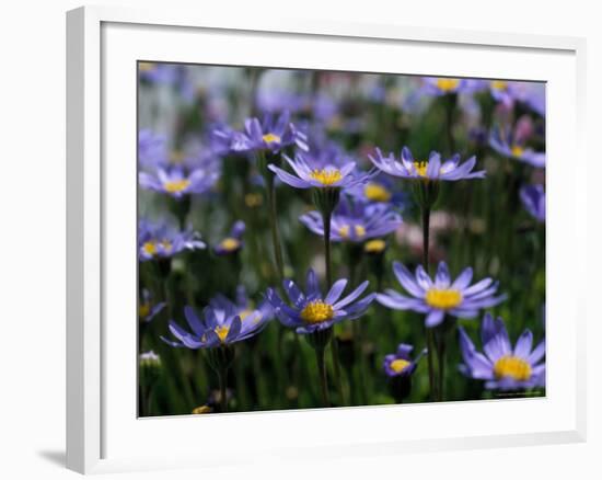 Purple Flowers-Mitch Diamond-Framed Photographic Print