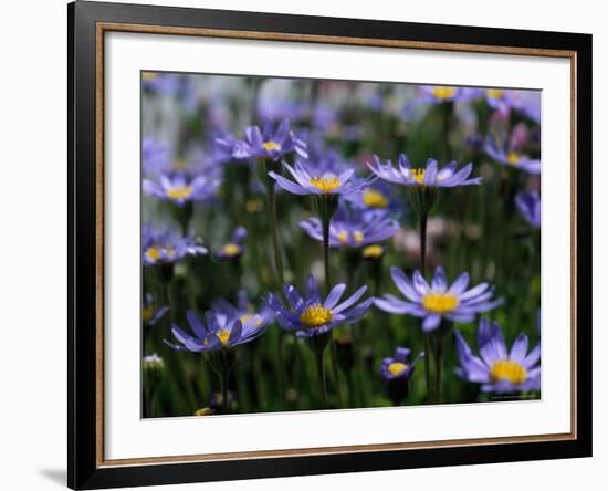 Purple Flowers-Mitch Diamond-Framed Photographic Print