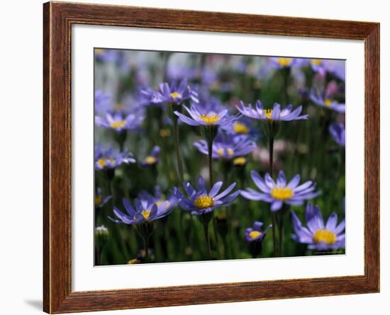 Purple Flowers-Mitch Diamond-Framed Photographic Print
