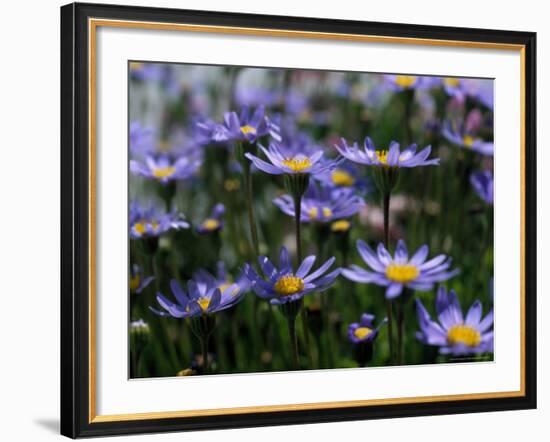 Purple Flowers-Mitch Diamond-Framed Photographic Print