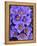 Purple Flowers-Art Wolfe-Framed Premier Image Canvas