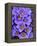 Purple Flowers-Art Wolfe-Framed Premier Image Canvas