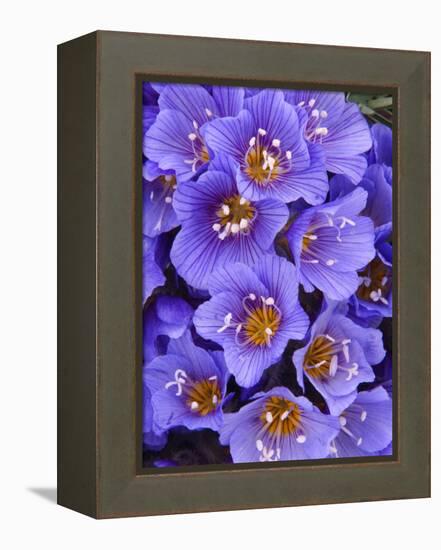 Purple Flowers-Art Wolfe-Framed Premier Image Canvas