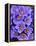 Purple Flowers-Art Wolfe-Framed Premier Image Canvas