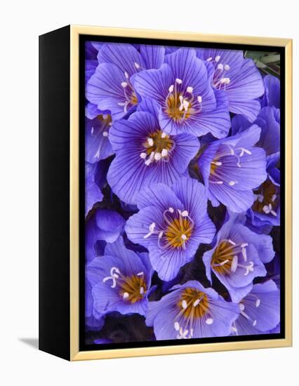 Purple Flowers-Art Wolfe-Framed Premier Image Canvas