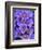 Purple Flowers-Art Wolfe-Framed Photographic Print