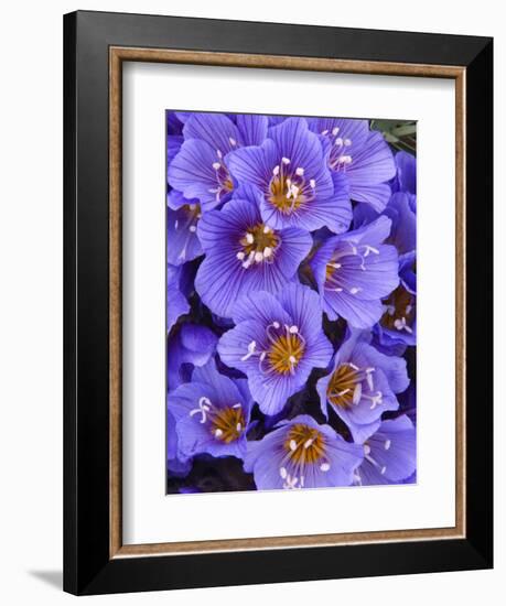 Purple Flowers-Art Wolfe-Framed Photographic Print