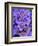 Purple Flowers-Art Wolfe-Framed Photographic Print