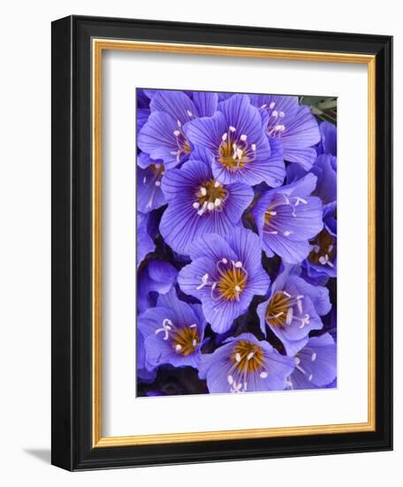 Purple Flowers-Art Wolfe-Framed Photographic Print