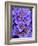 Purple Flowers-Art Wolfe-Framed Photographic Print