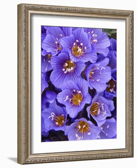 Purple Flowers-Art Wolfe-Framed Photographic Print