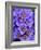 Purple Flowers-Art Wolfe-Framed Photographic Print