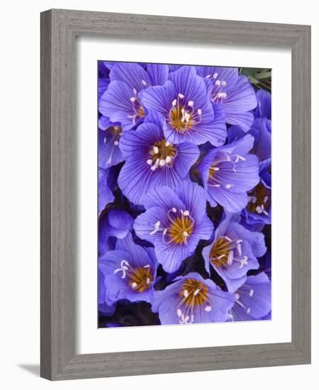 Purple Flowers-Art Wolfe-Framed Photographic Print