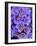 Purple Flowers-Art Wolfe-Framed Photographic Print