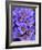 Purple Flowers-Art Wolfe-Framed Photographic Print