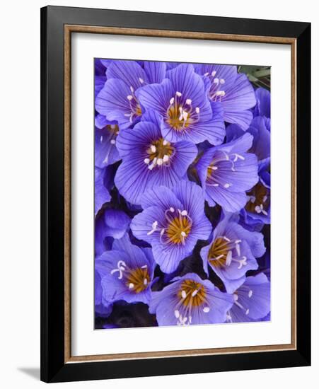 Purple Flowers-Art Wolfe-Framed Photographic Print