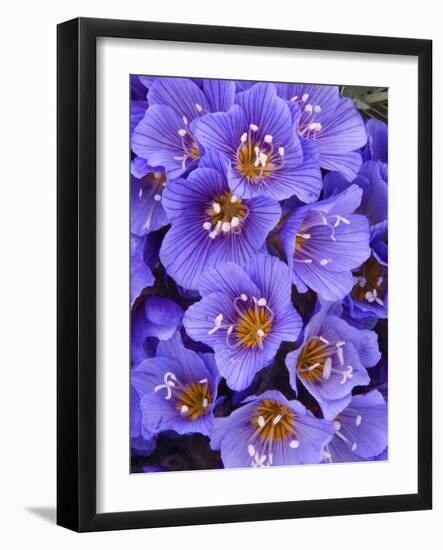 Purple Flowers-Art Wolfe-Framed Photographic Print