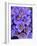 Purple Flowers-Art Wolfe-Framed Photographic Print