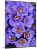 Purple Flowers-Art Wolfe-Mounted Photographic Print