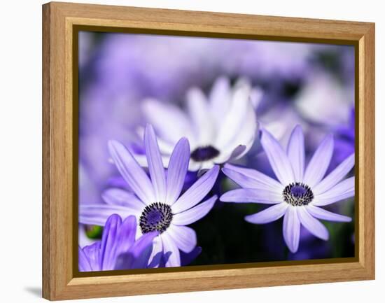 Purple Flowers-null-Framed Premier Image Canvas