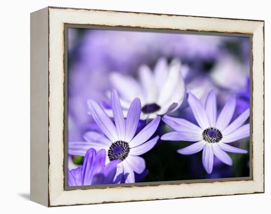 Purple Flowers-null-Framed Premier Image Canvas