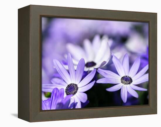 Purple Flowers-null-Framed Premier Image Canvas