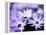 Purple Flowers-null-Framed Premier Image Canvas